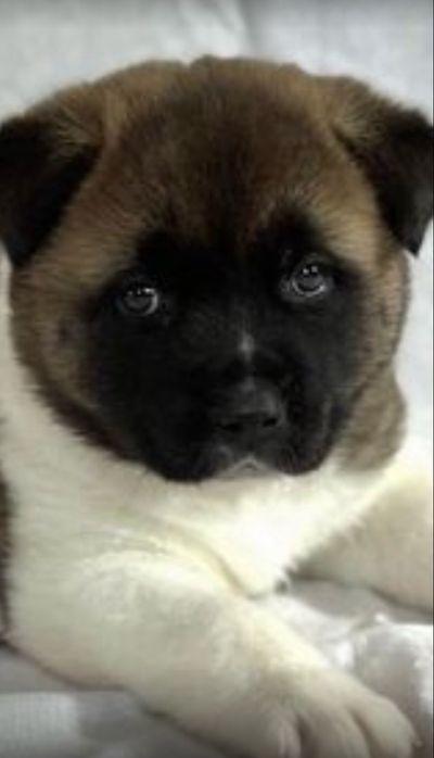 Досвідчений кобель Американська Акіта для вʼязки .