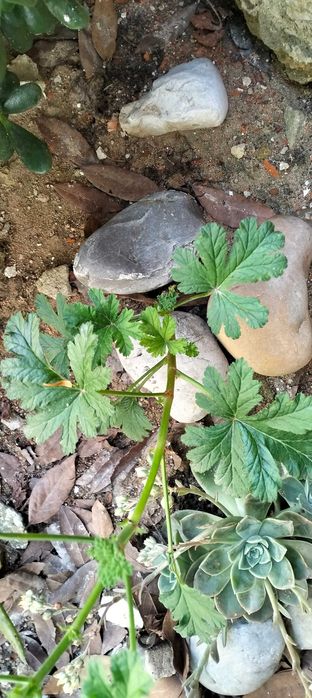 Pelargonium (gerânios)