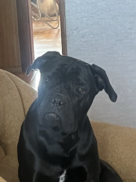 Собака кане корсо