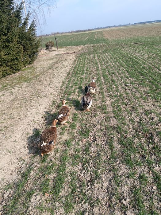 jajka lęgowe kaczek staropolskich