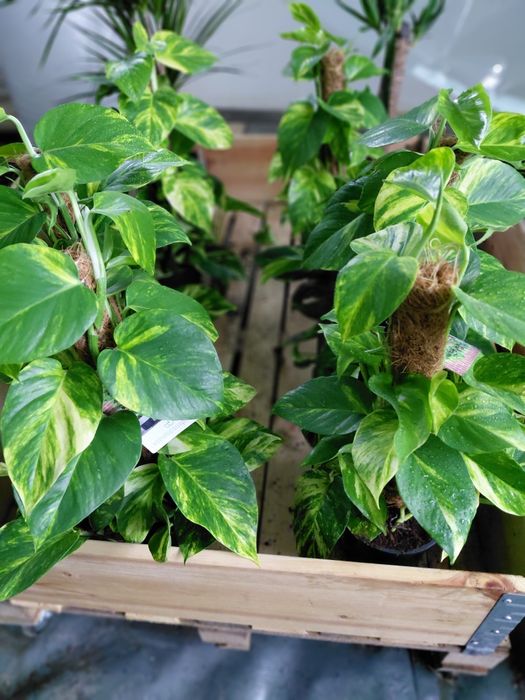 Epipremnum Mosstok Scindapsus na paliku. 60cm - WYSYŁKA