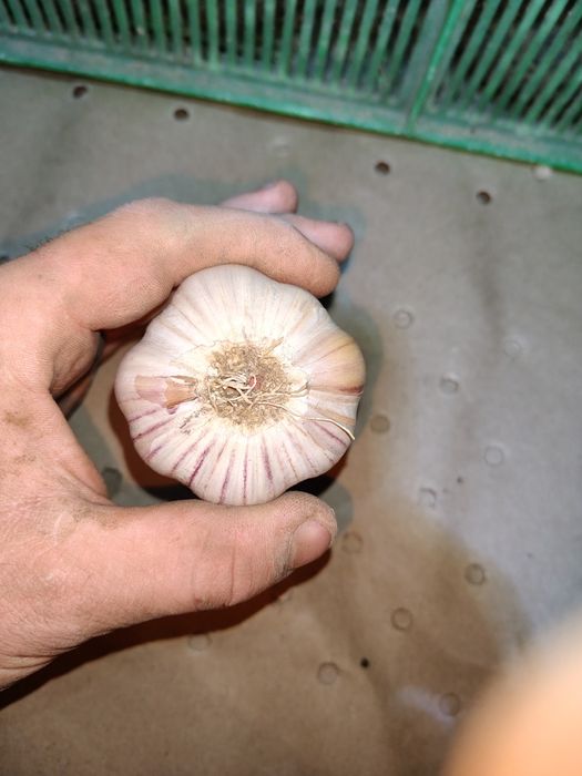 Czosnek Polski Harnaś