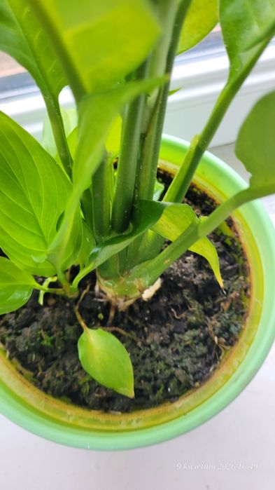 Skrzydłokwiat kwitnący tani