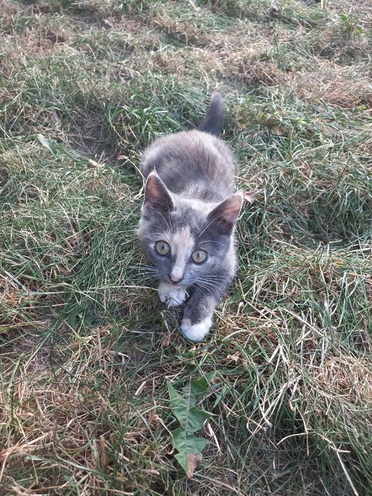 Віддам кошенят в добрі руки
