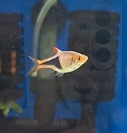 Rasboras arlequim
