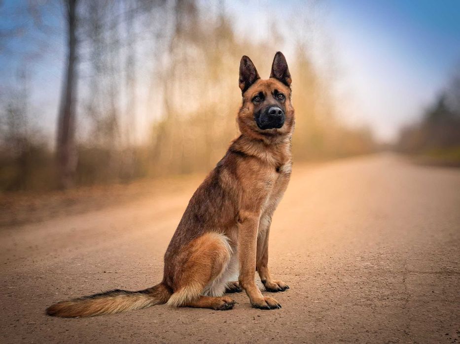 Precel - wspaniały, piękny pies w typie owczarka