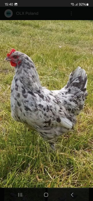 Marans Biały Jaja Legowe