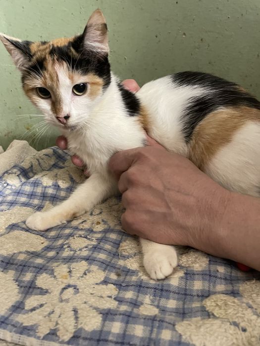 Котенок кошечка трехцветная рыжий черный белый