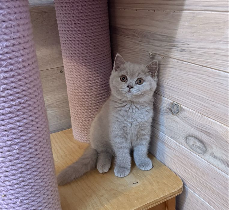 Menina british shorthair lilac