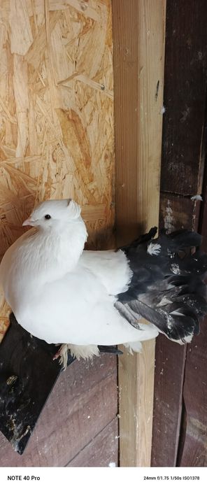 Gołębie ozdobne samczyk