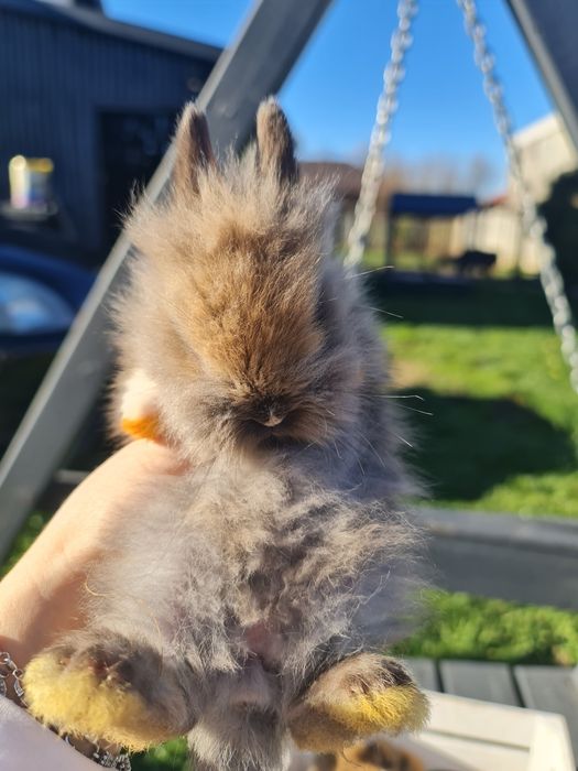 Króliczki Karzełki teddy