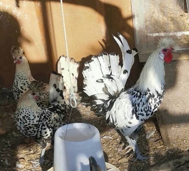 Appenzeller jaja lęgowe