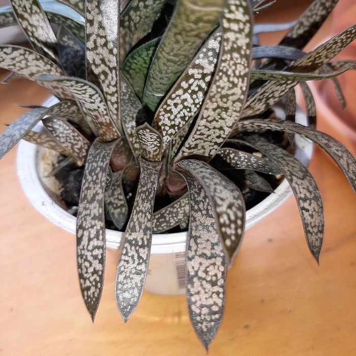 Aloes, haworthia, Gasteria różne