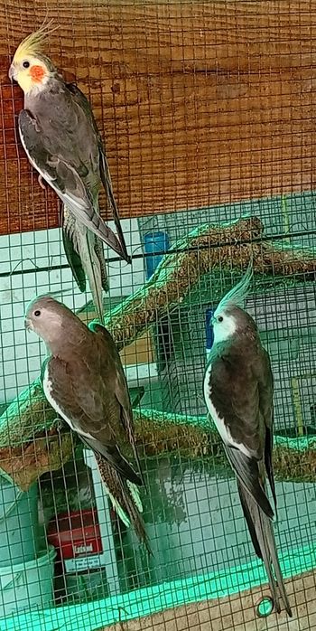 Caturras , 2 machos 1 fêmea