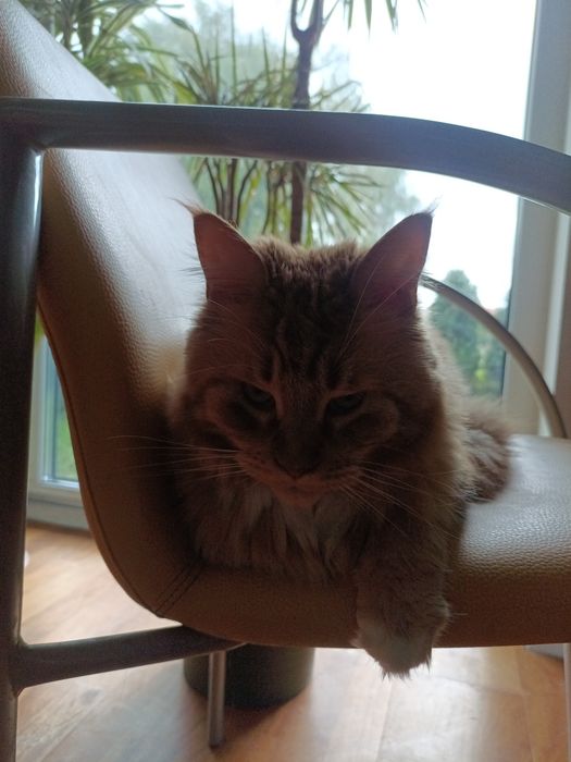 Oddam Maine coon