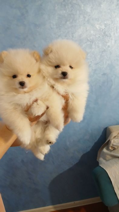 Продаж мішки померанський шпіц (стандарт)