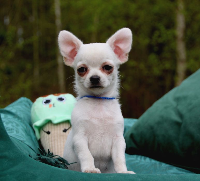 Chihuahua CODY Forever Jazzgot FCI