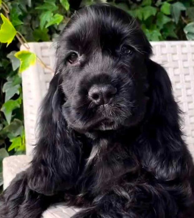 Cocker Spaniel Inglês  FEMEA PRETA  com LOP e AFIXO