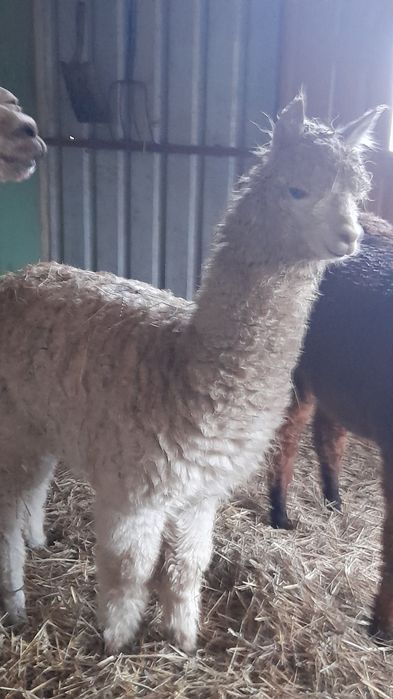 Sprzedam alpake samica