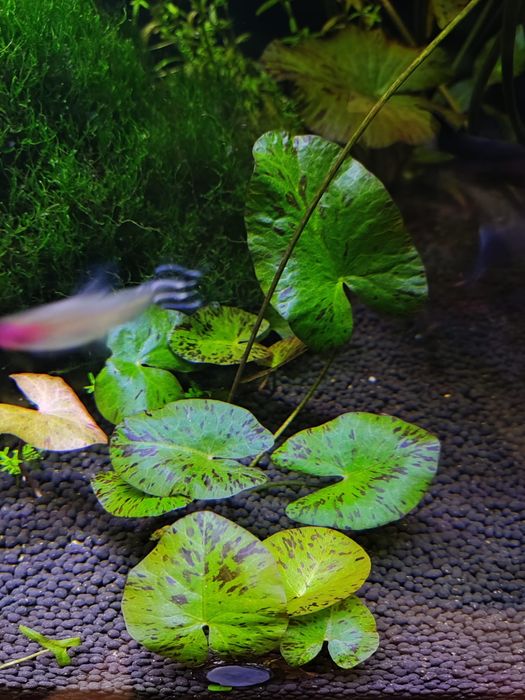 Rośliny akwariowe Kraków NH, lotos, ludwigia, inne