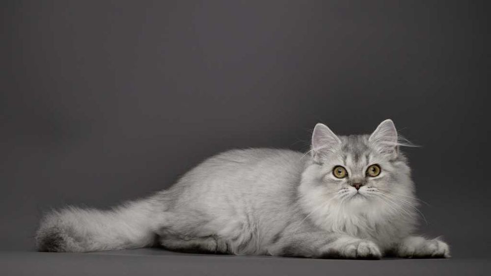 Розкішна срібляста кішечка