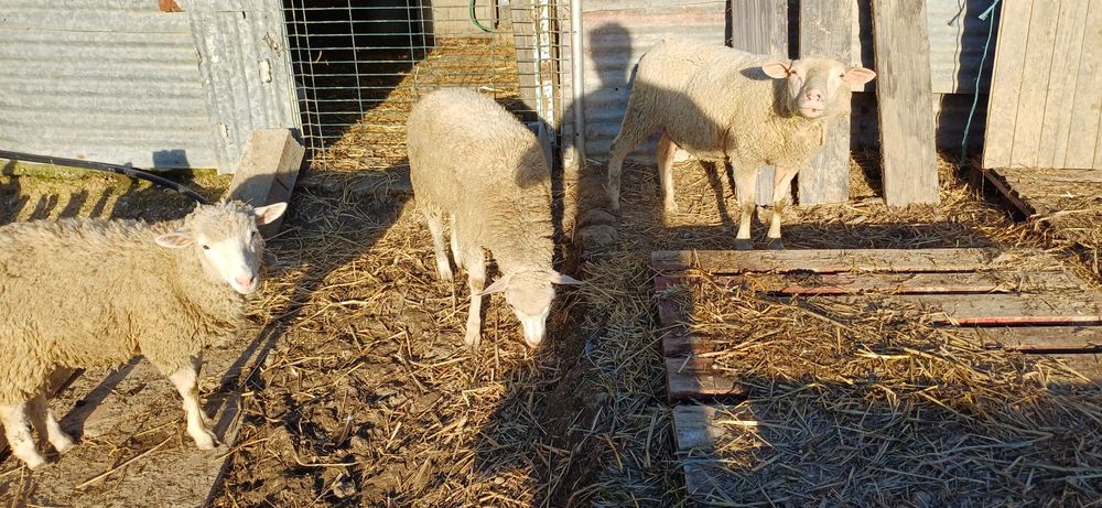 Borrego cruzado il france