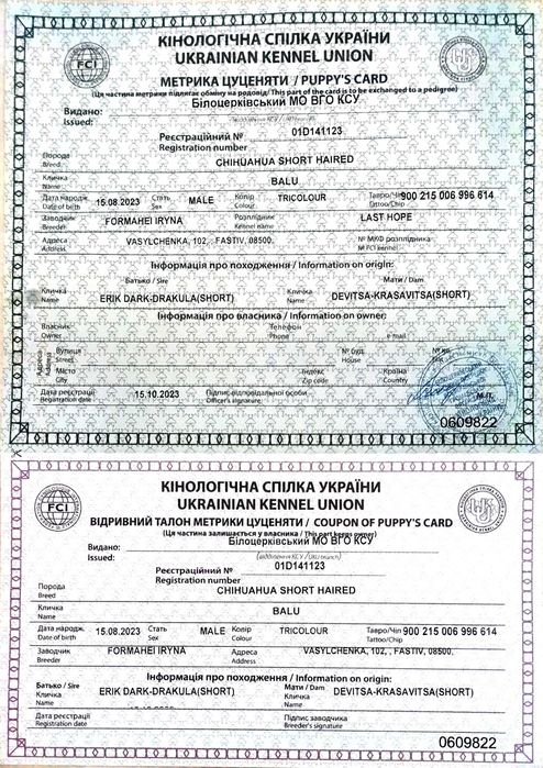 Вязка. Шукаю дівчинку для спарювання