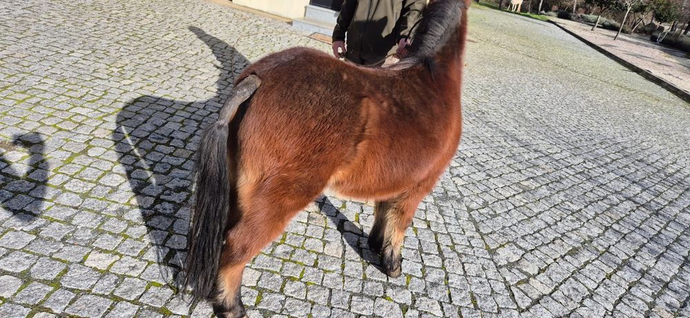 Ponei manso aceito trocas