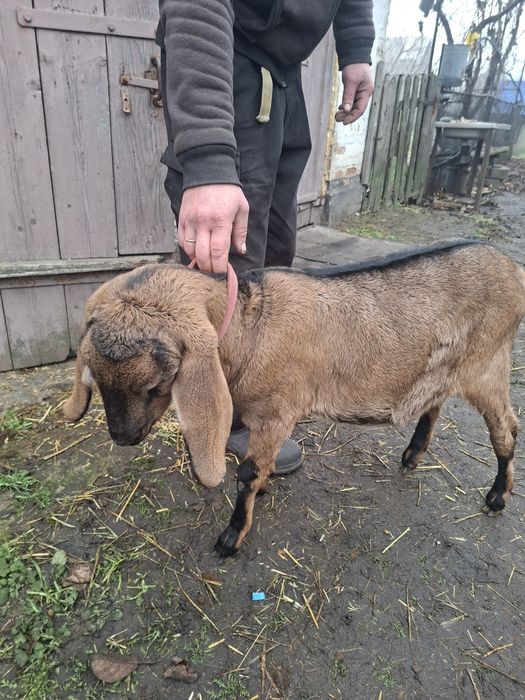 Продам козочку англо-нубийскую