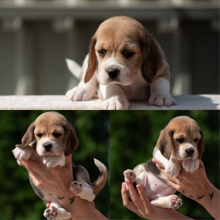 Чудові цуценята бігля, родовід КСУ