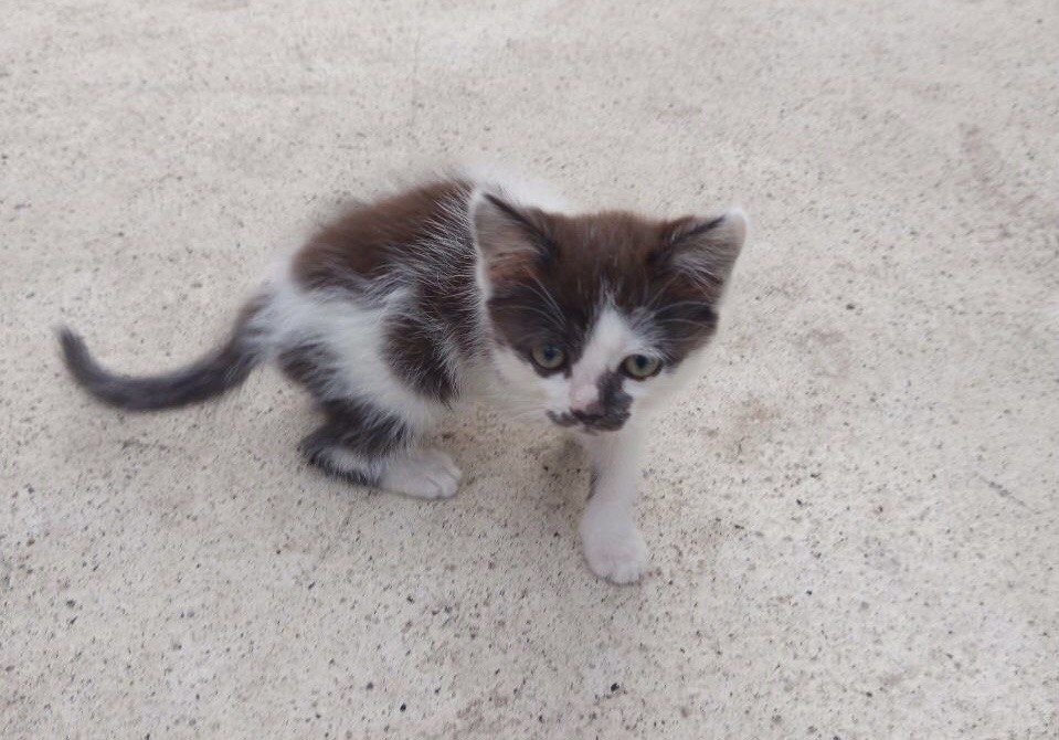 Віддам кошенят Безкоштовно