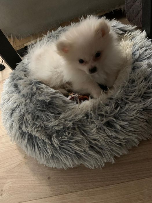 Spitz Alemão /Lulu da Pomerâniarânia