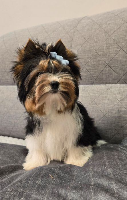 Piękny piesek 100% BIEWER York DO ODBIORU malutki XS