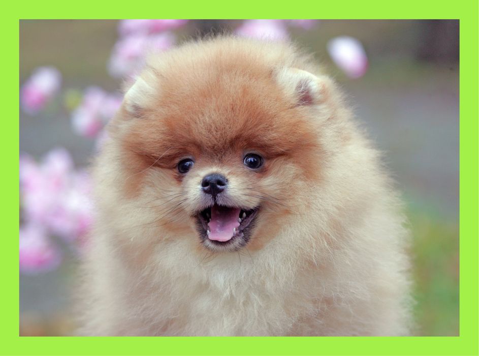 Померанчик ідеальний. КСУ