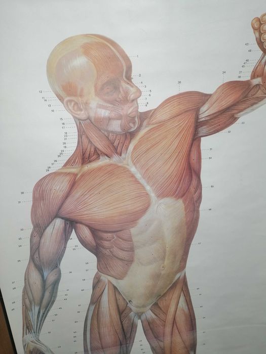 Mapa do corpo humano