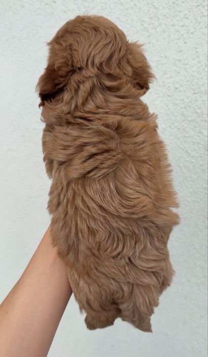 Cavapoo cavalier & pudel toy