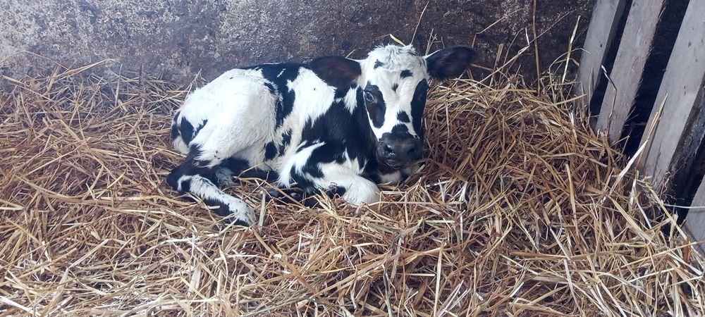 Inseminacja bydła, potwierdzanie cielności