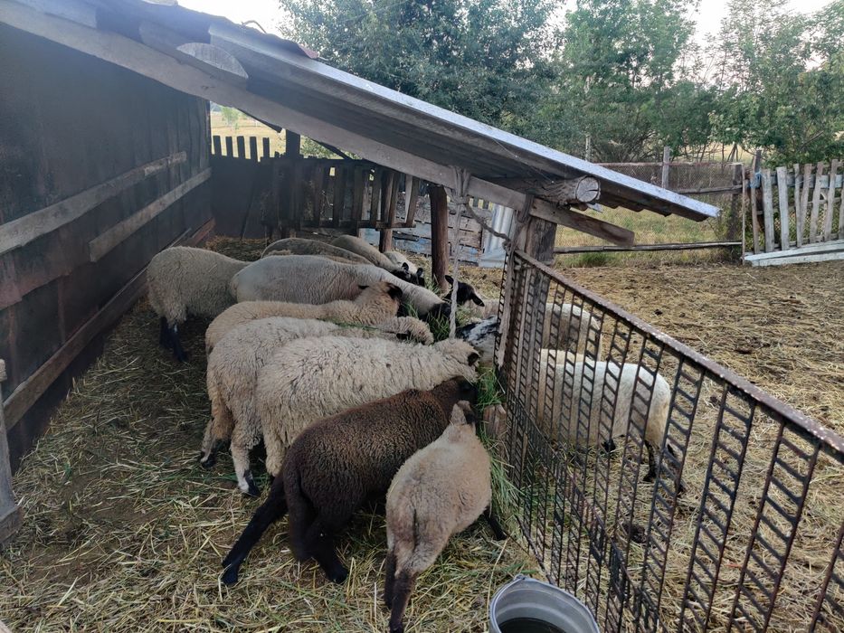 Продам баранів, овечки, вівці, ягнички