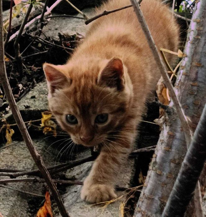 Кошенята, котики, домашні улюбленці