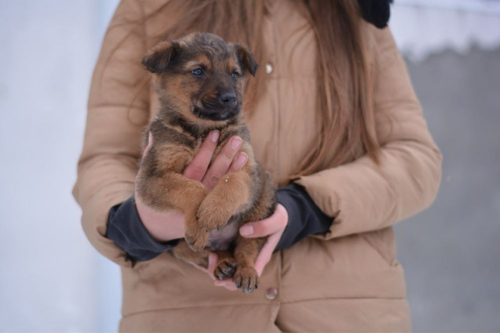 Цуценята 3 місяці (безкоштовно)