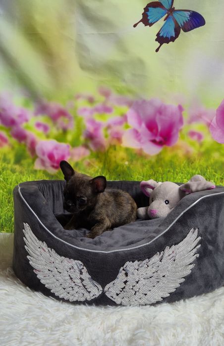 Wyjątkowy chłopczyk Chihuahua – krótkowłosy, pręgowany Brindle