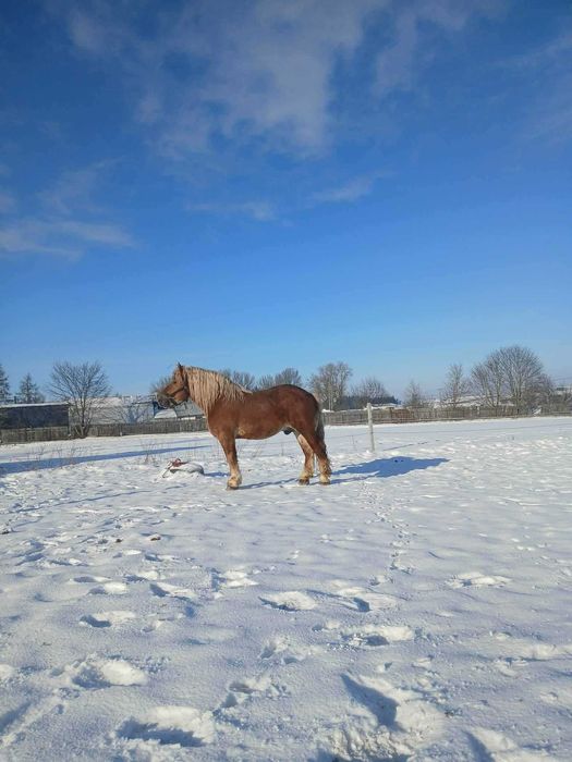 Ogier sokólski programowy