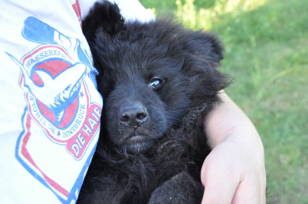 Чорна німецька вівчарка хлопчики та дівчинка