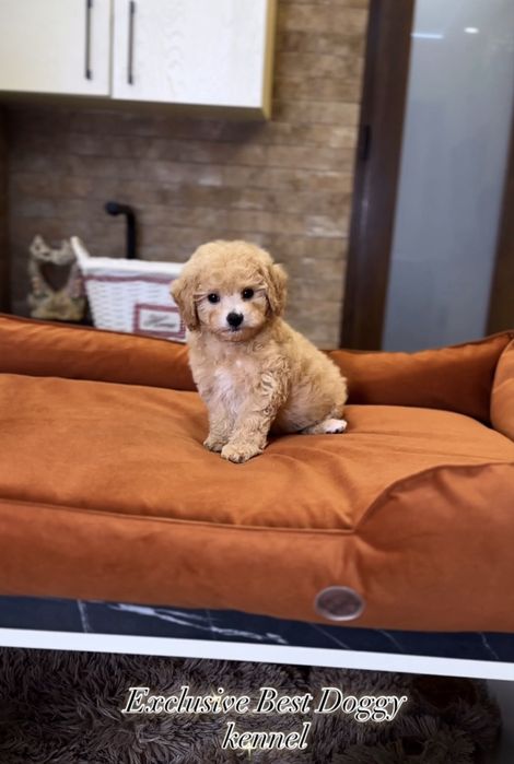 Цуценята мальтіпу.  Карамельні ідеальні хлопчики і дівчата мальтіпу ф1