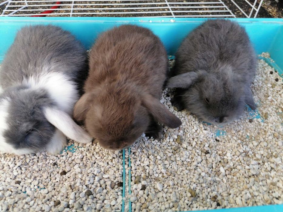 Vendo kit coelhos anões orelhudos