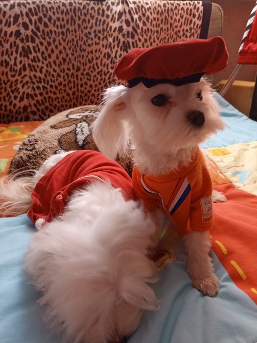Міні хлопчик мальтезе
