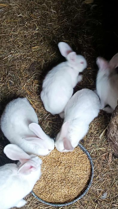 Króliki Termandzkie