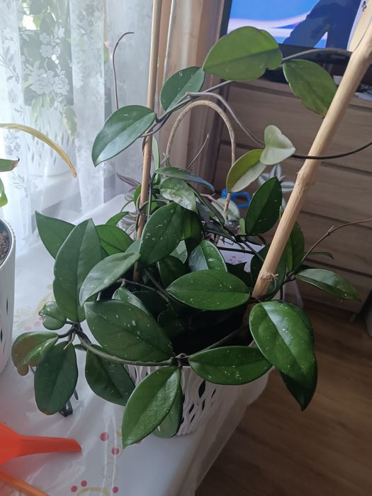 Sprzedam hoje roczną