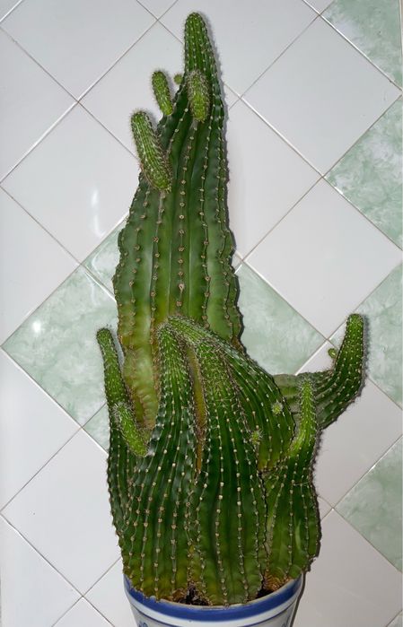 Кактус большой с множеством отростков, комнатные растения