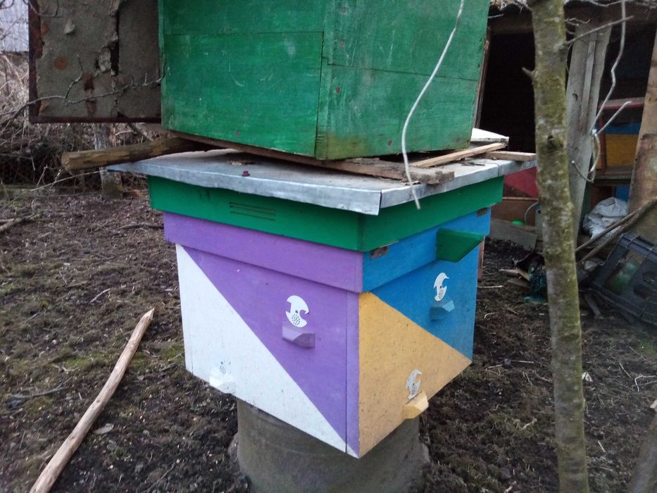 Вулики.нуклеуси.